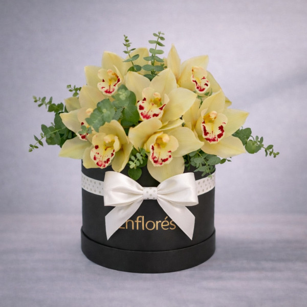 Caja Negra de Orquídeas cymbidium