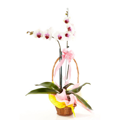 Orquídea Phalaenopsis en Canasta - Diseño Presente Orquídea Phalaenopsis en Canasta - Diseño Presente