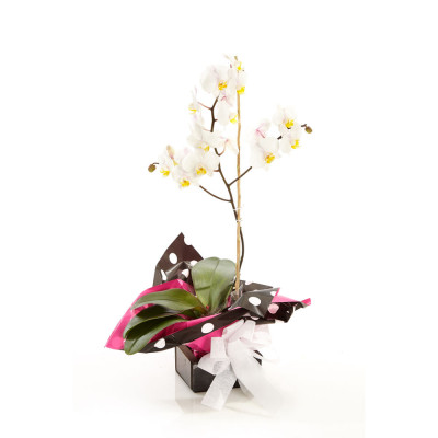 Orquídea Phalaenopsis Blanca en Canasta - Diseño Esencia Orquídea Phalaenopsis Blanca en Canasta - Diseño Esencia