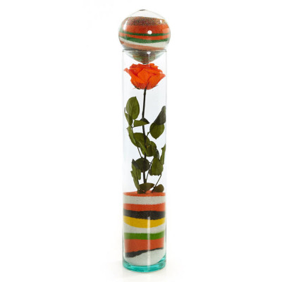 Rosa Premium Naranja - Diseño Orange Rosa Premium Naranja - Diseño Orange