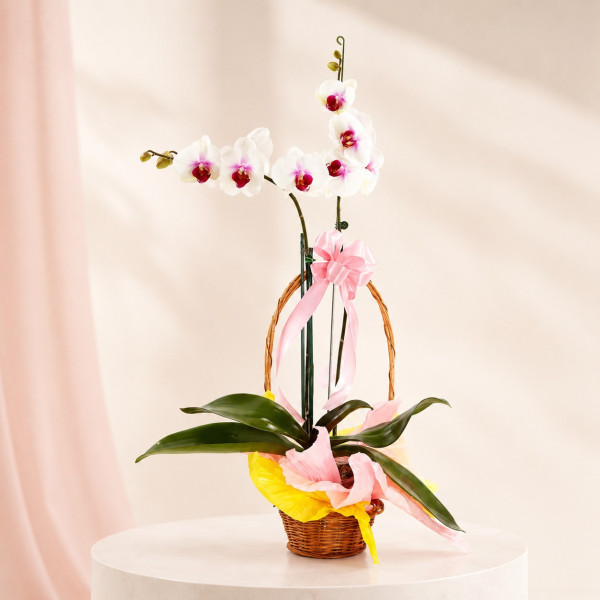 Orquídea Phalaenopsis en Canasta - Diseño Presente