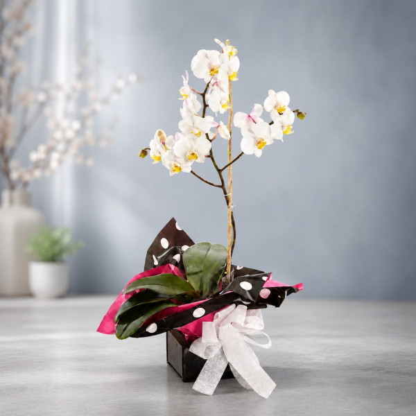 Orquídea Phalaenopsis Blanca en Canasta - Diseño Esencia