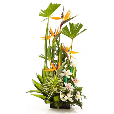 Arreglo Floral con Aves del Paraíso y Orquídeas - Diseño Antojo Arreglo Floral con Aves del Paraíso y Orquídeas - Diseño Antojo