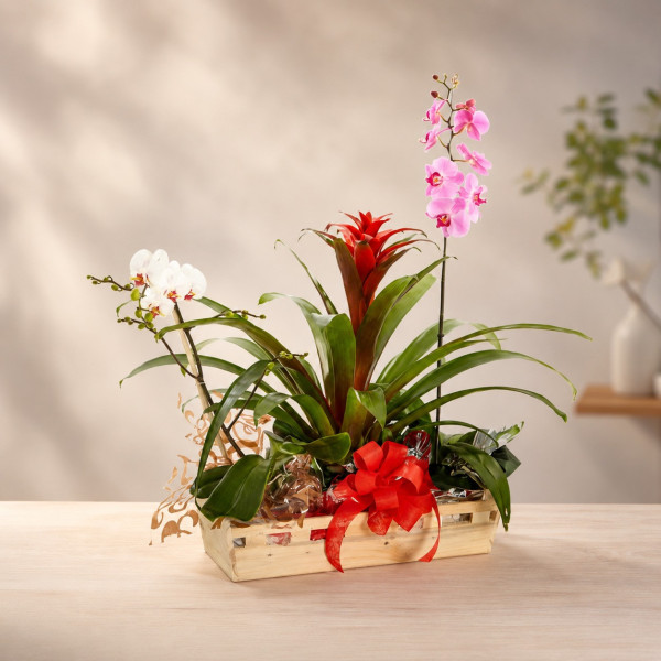 Canasta con Orquídeas Moradas y Bromelias - Diseño Crepúsculo